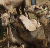 Egypt recorded the first case of death due to MERS virus