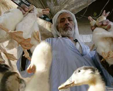Egypt: The new hot spot of bird flu