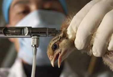 Egypt: there were 24 patients infected with bird flu
