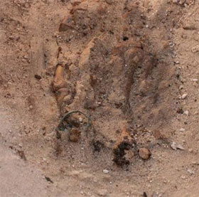 Egyptian remains 3300 years with the ring