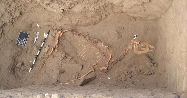 Egyptian royal horses still have feathers after 3,000 years