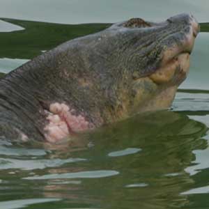 Eight proposals of 'learning turtles'