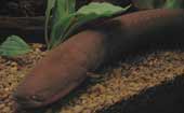Electric eel and self-insulating ability