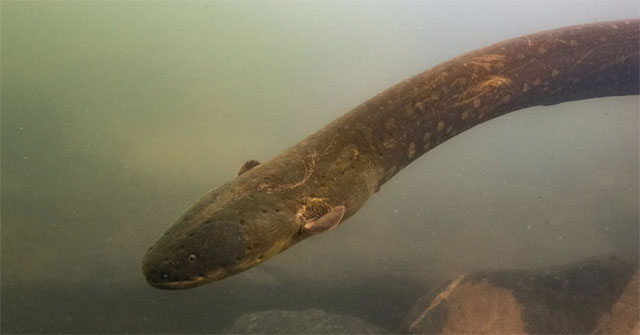 Electric eel lights a Christmas tree in the US