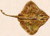 Electric fish killed by electricity