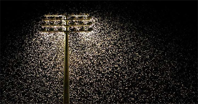 Electric lights kill insects
