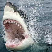 Electric saw made from shark teeth: 'Super sharp' machine