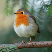 Electromagnetic waves disrupt the orientation of migratory birds