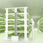 Electronic company goes to grow vegetables