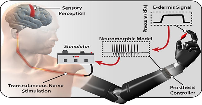 Electronic skin helps people with limbs feel pain and objects