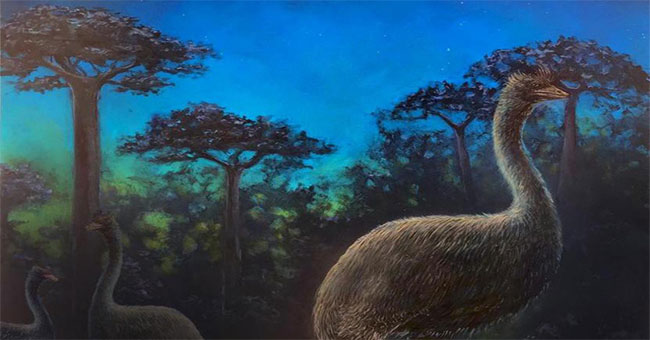 Elephant birds are nocturnal and blind