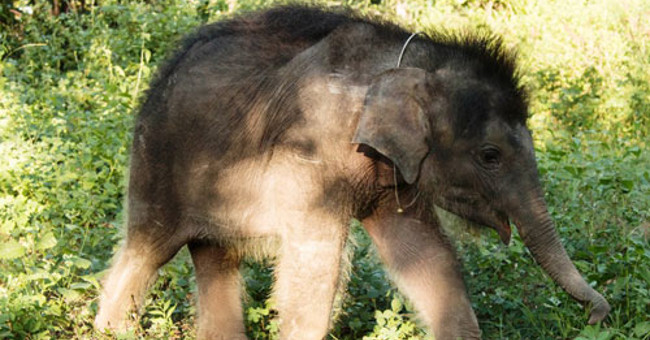 Elephant Gold - 'treasure' of the Dak Lak Elephant Conservation Center