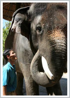 Elephant imitating human language