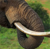 Elephant met with art because of ivory advertising on Google