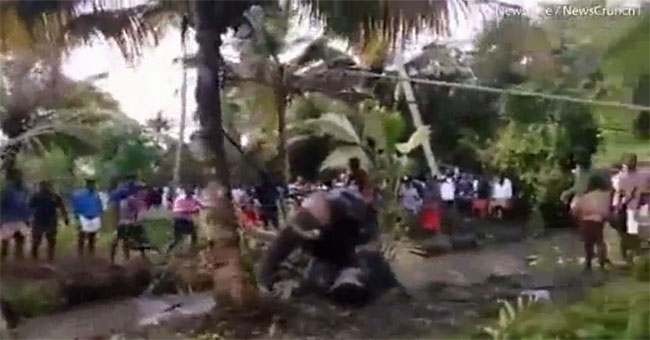 Elephant murdered trapped under a mud pit after escaping from the truck