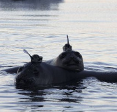 Elephant seals help study the Antarctic bottom