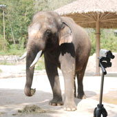 Elephant speaks human language