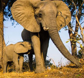 Elephants also have personality like humans