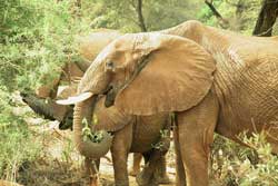 Elephants also visited the corpses of their fellow humans