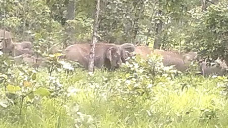 Elephants appear unusual