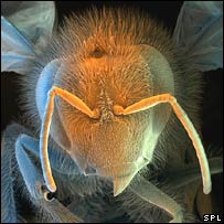 Elephants are more afraid of bees than afraid of mice