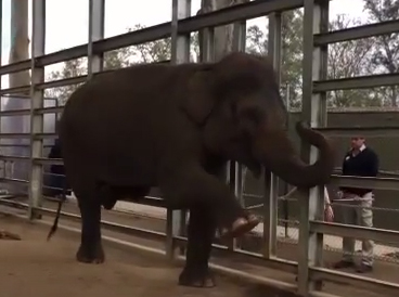 Elephants are pregnant with yoga to keep fit