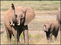 Elephants can distinguish 'friend or foe'