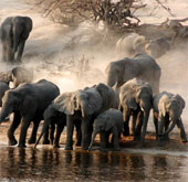 Elephants can forecast storms from a great distance