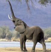 Elephants drink Volka wine