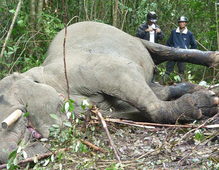 Elephants in Vietnam