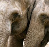 Elephants know how to comfort their fellow human beings