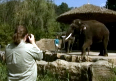 Elephants know how to speak human language