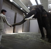 Elephants speak because they are so close to people