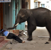 Elephants turn into 'murderers' when migrated