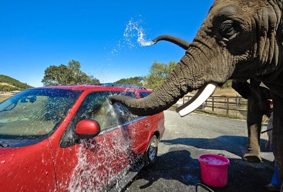 Elephants wash cars for tourists