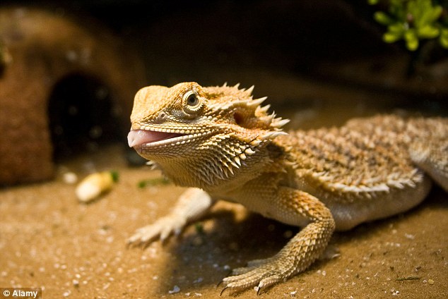 Elevated Earth temperature makes the lizard change sex
