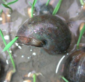 Eliminate 3 seriously invasive alien species