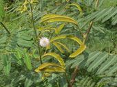 Eliminate mimosa trees