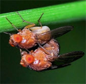Eliminate the reproductive ability of pests and diseases