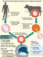 Embryos from people and cows maintain life for three days