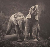 Emotional set of 'talking' of animals
