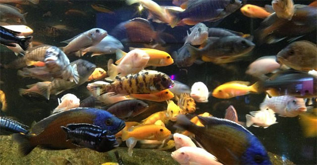 Emperor fish create new species due to 'mating'