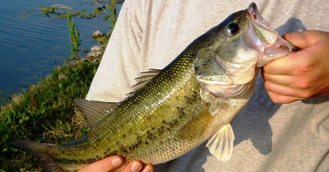 Emperor fish in Tri An Lake: Should be happy or worried?