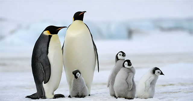 Emperor penguins are also about to become extinct