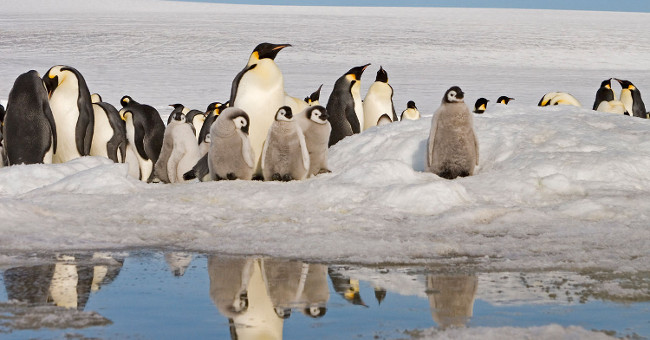 Emperor penguins can disappear forever