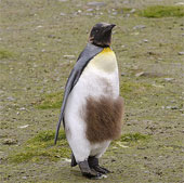 Emperor penguins change fur
