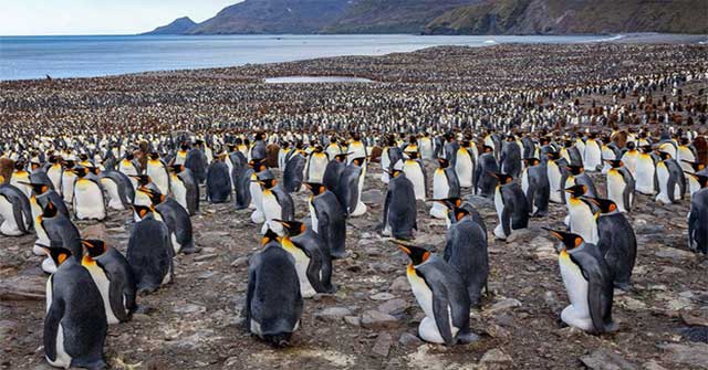 Emperor penguins congregate to the south of the Atlantic to begin the breeding season