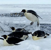 Emperor penguins face extinction