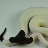 Emperor selling python price more than 300 million