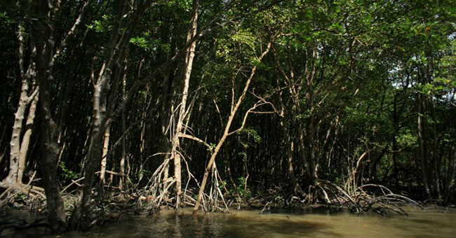 Enchanting beauty of dense forest right next to Saigon